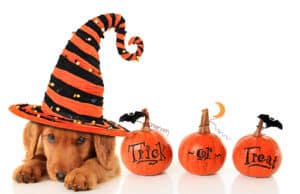 dog in witch hat with trick or treat pumpkins