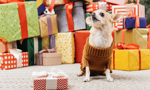 chihuahua in a sweater with presents