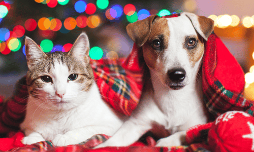 cat and dog sitting together in front of christmas lights and wrapped in a plaid blanket