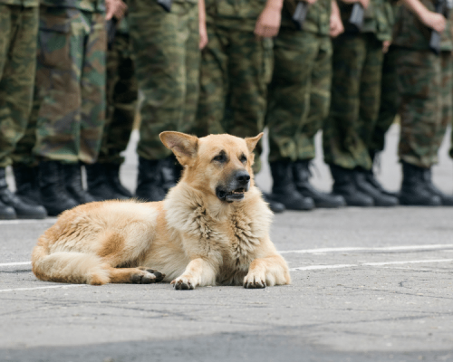blond military dog