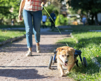 dog walking