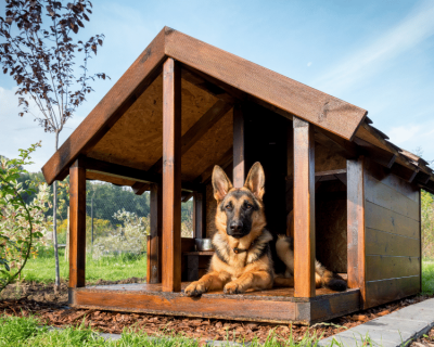 german shepherd in dog house